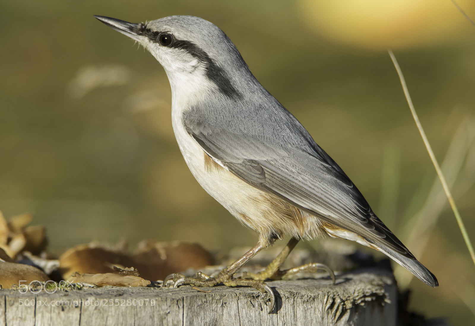 Nikon D5300 sample photo. Nuthatch ntvcka o photography