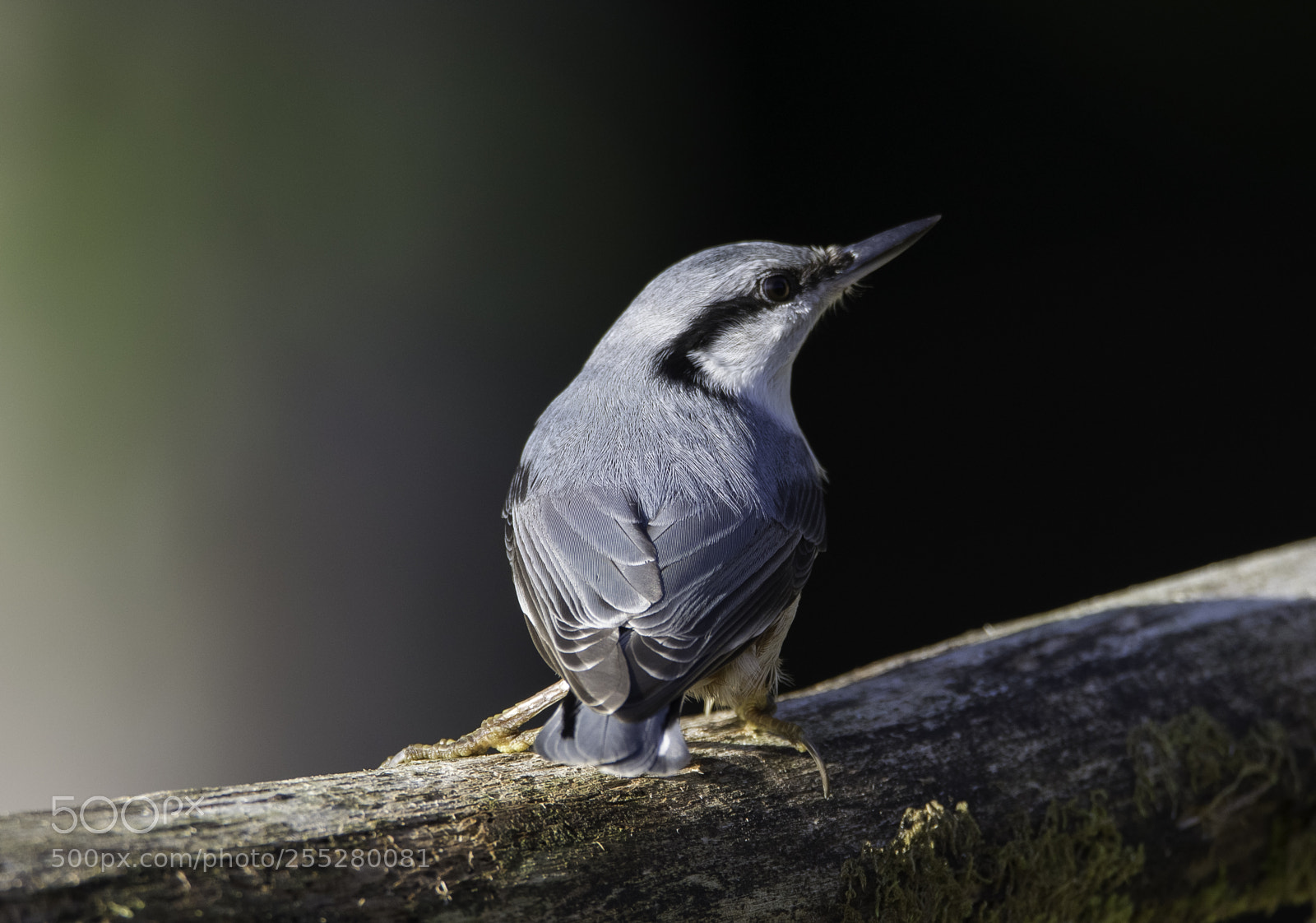 Nikon D5300 sample photo. Nuthatch ntvcka o photography
