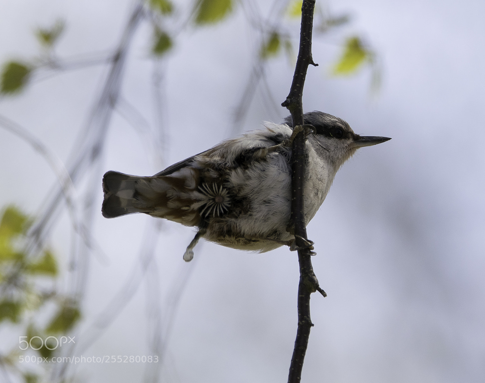 Nikon D5300 sample photo. Nuthatch ntvcka o photography