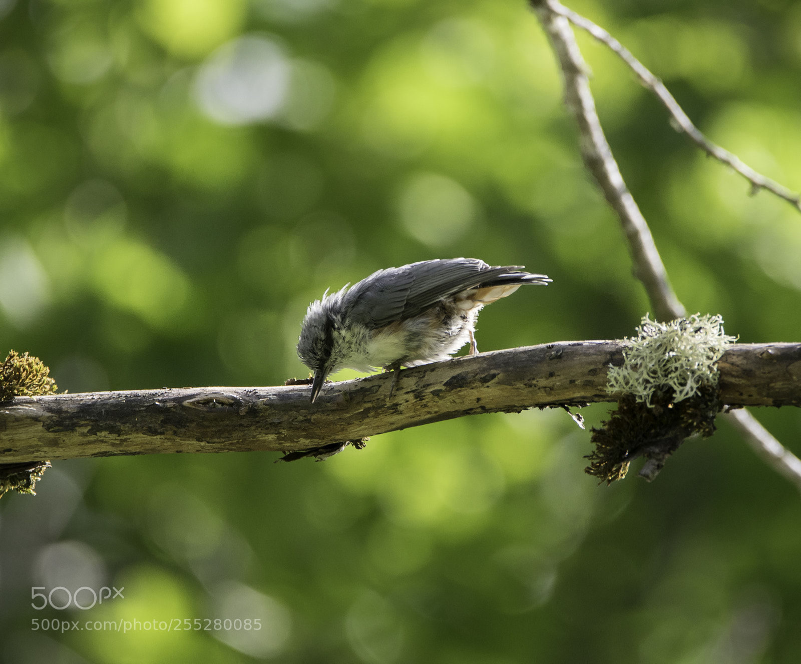 Nikon D5300 sample photo. Nuthatch ntvcka o photography