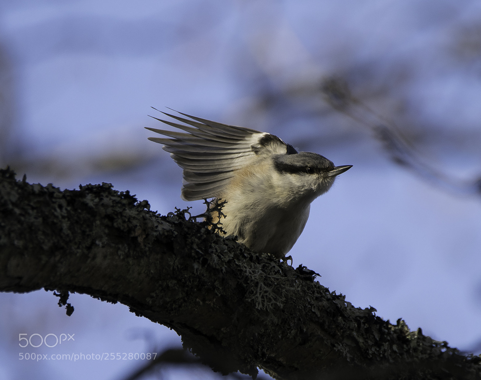 Nikon D5300 sample photo. Nuthatch ntvcka o photography