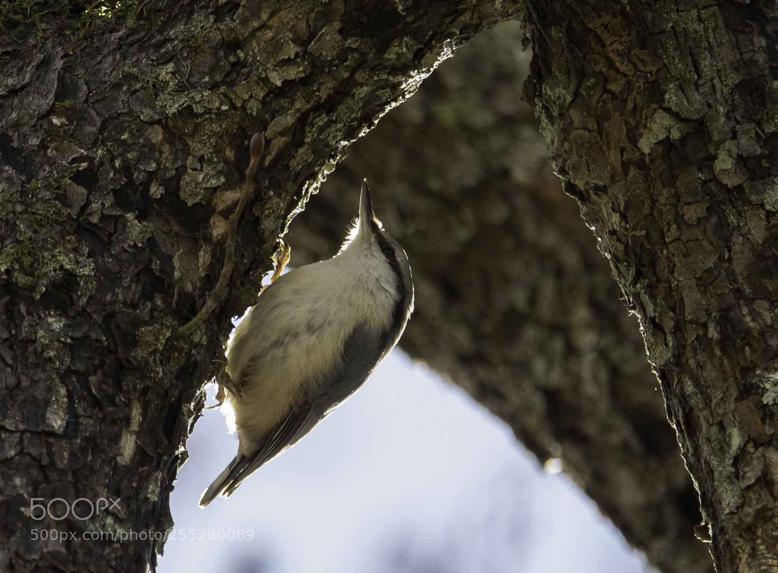 Nikon D5300 sample photo. Nuthatch ntvcka o photography