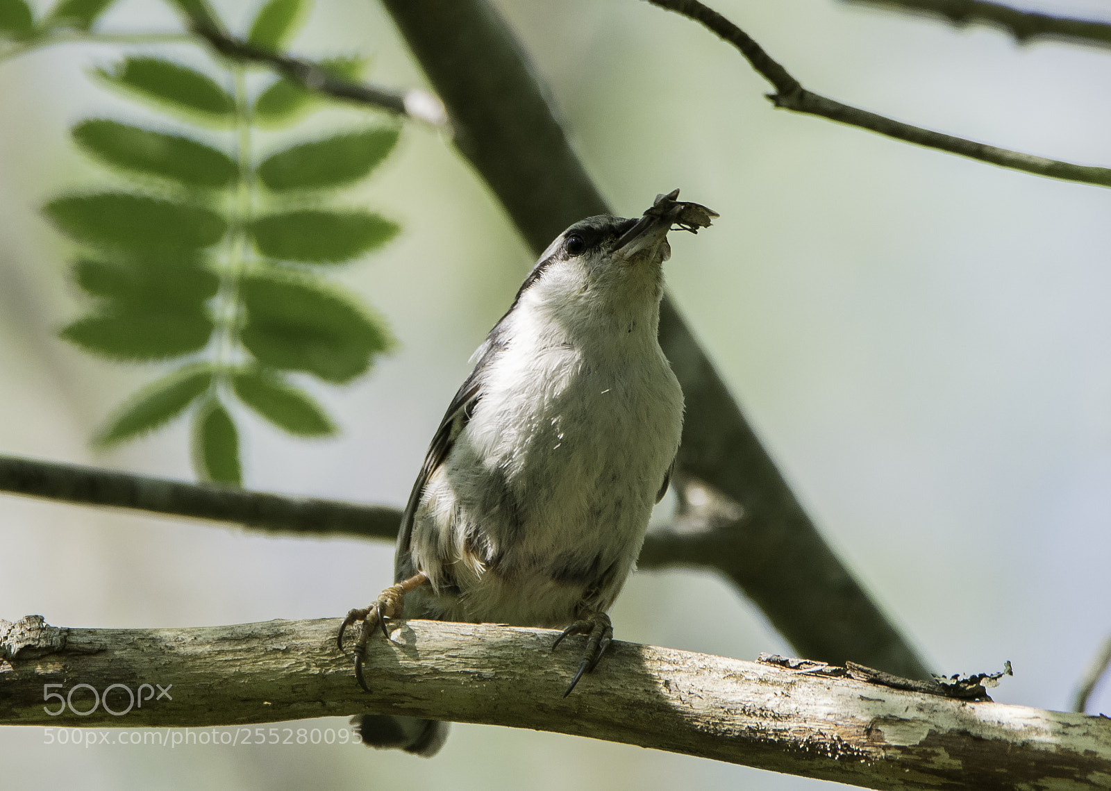 Nikon D5300 sample photo. Nuthatch ntvcka o photography
