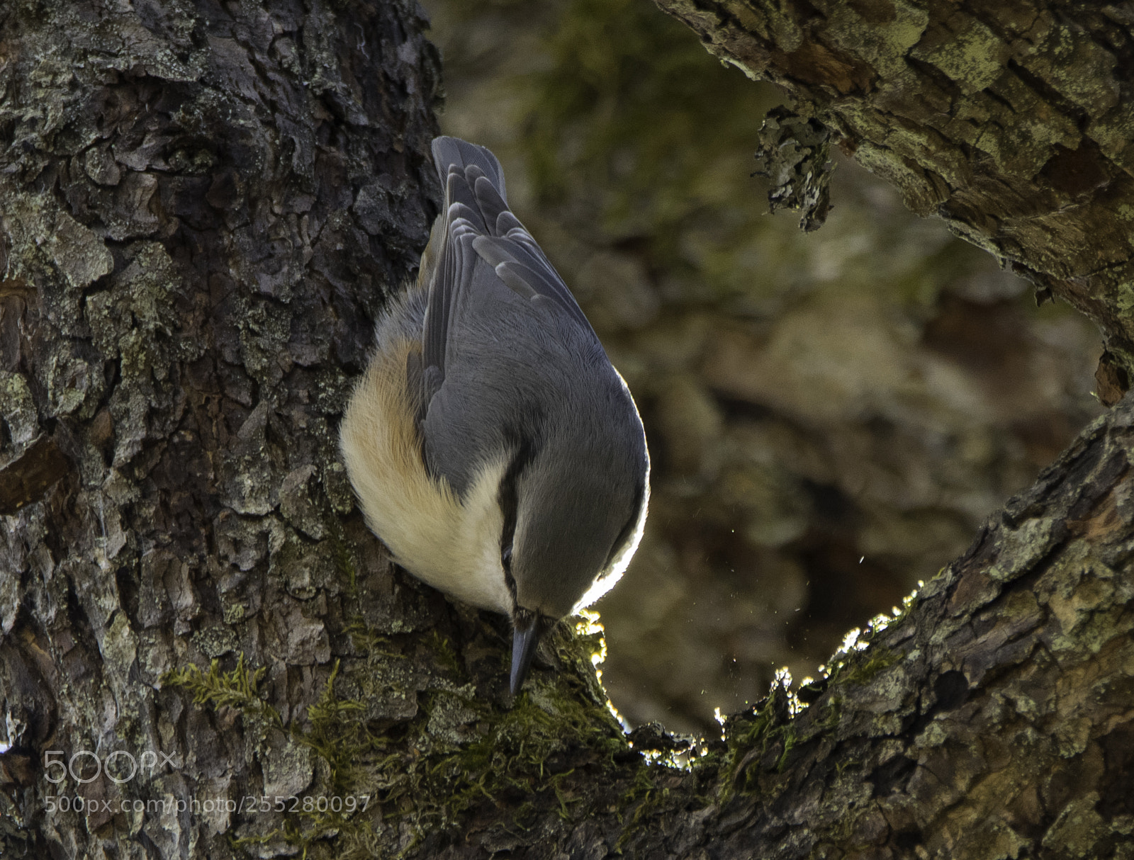 Nikon D5300 sample photo. Nuthatch ntvcka o photography