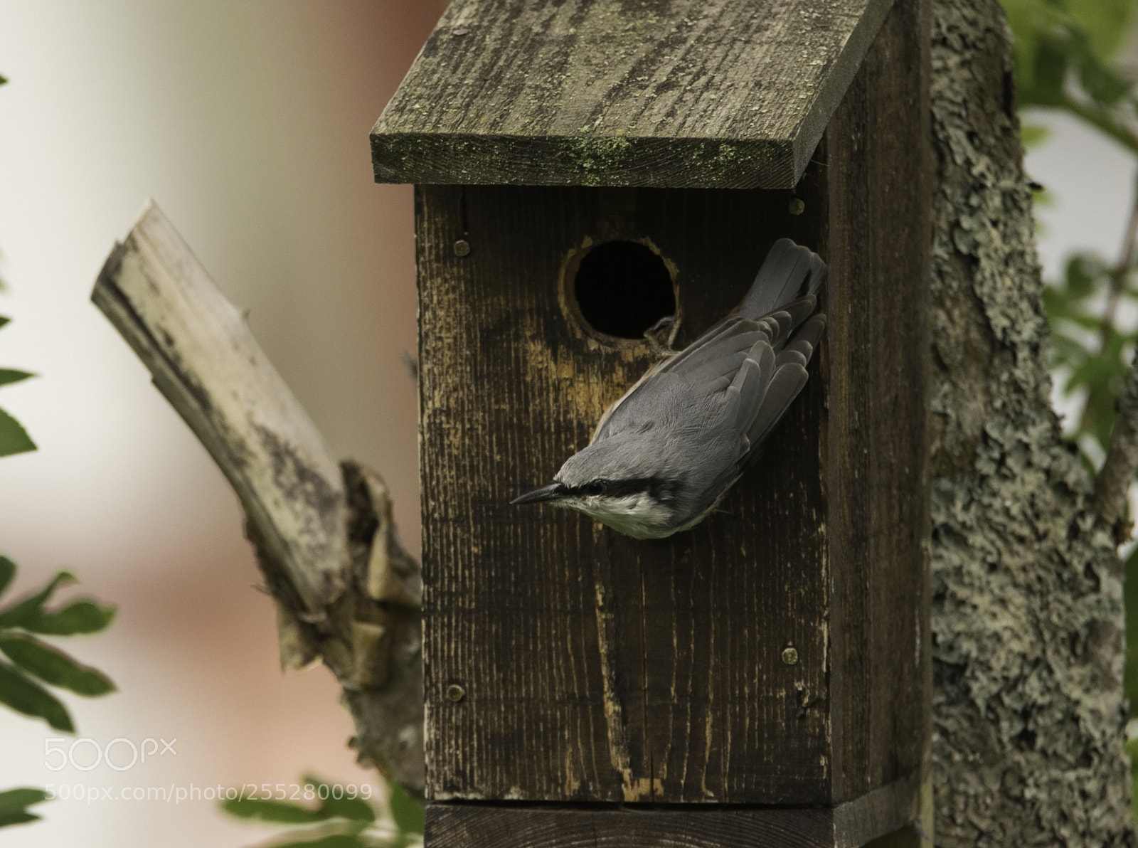 Nikon D5300 sample photo. Nuthatch ntvcka o photography