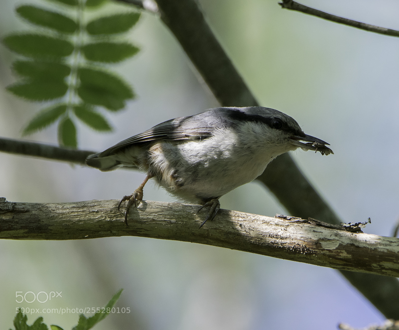 Nikon D5300 sample photo. Nuthatch ntvcka o photography