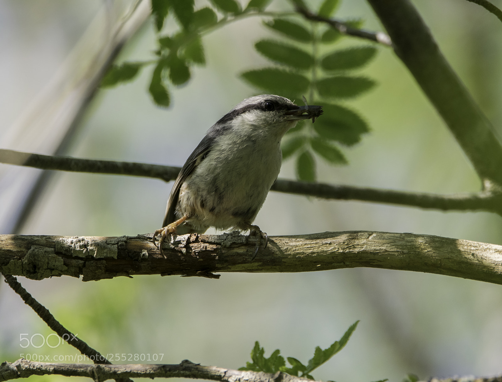 Nikon D5300 sample photo. Nuthatch ntvcka o photography