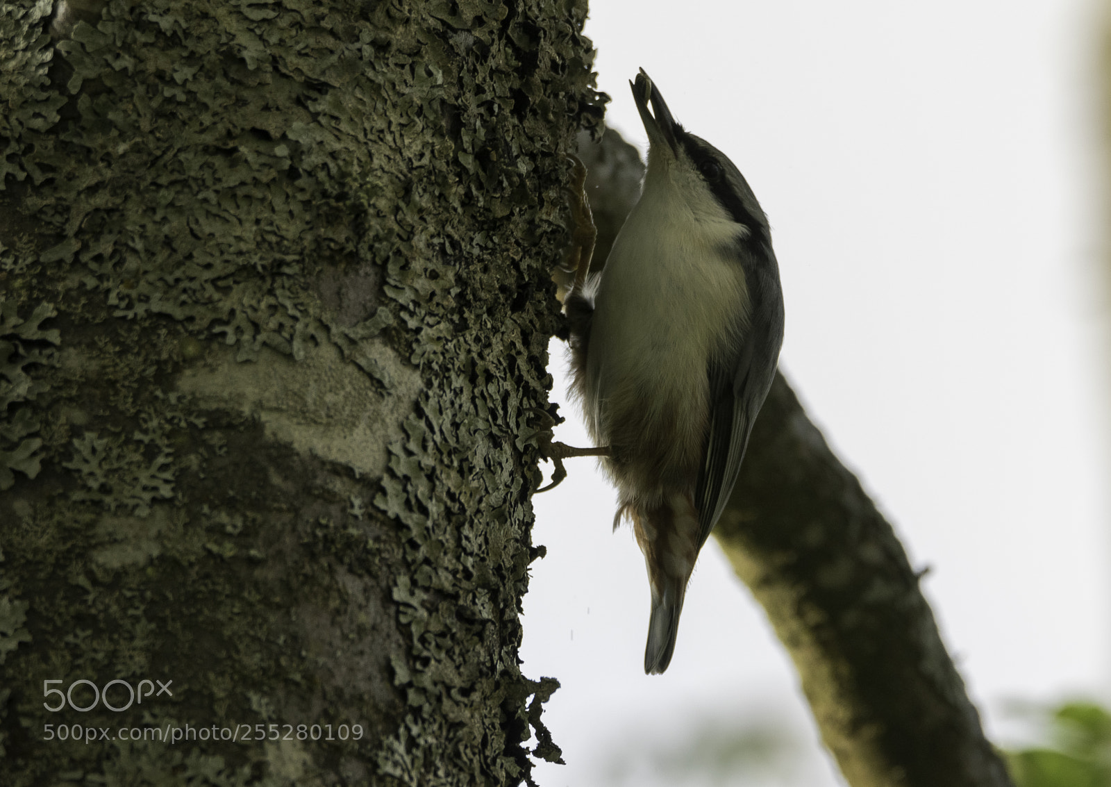 Nikon D5300 sample photo. Nuthatch ntvcka o photography