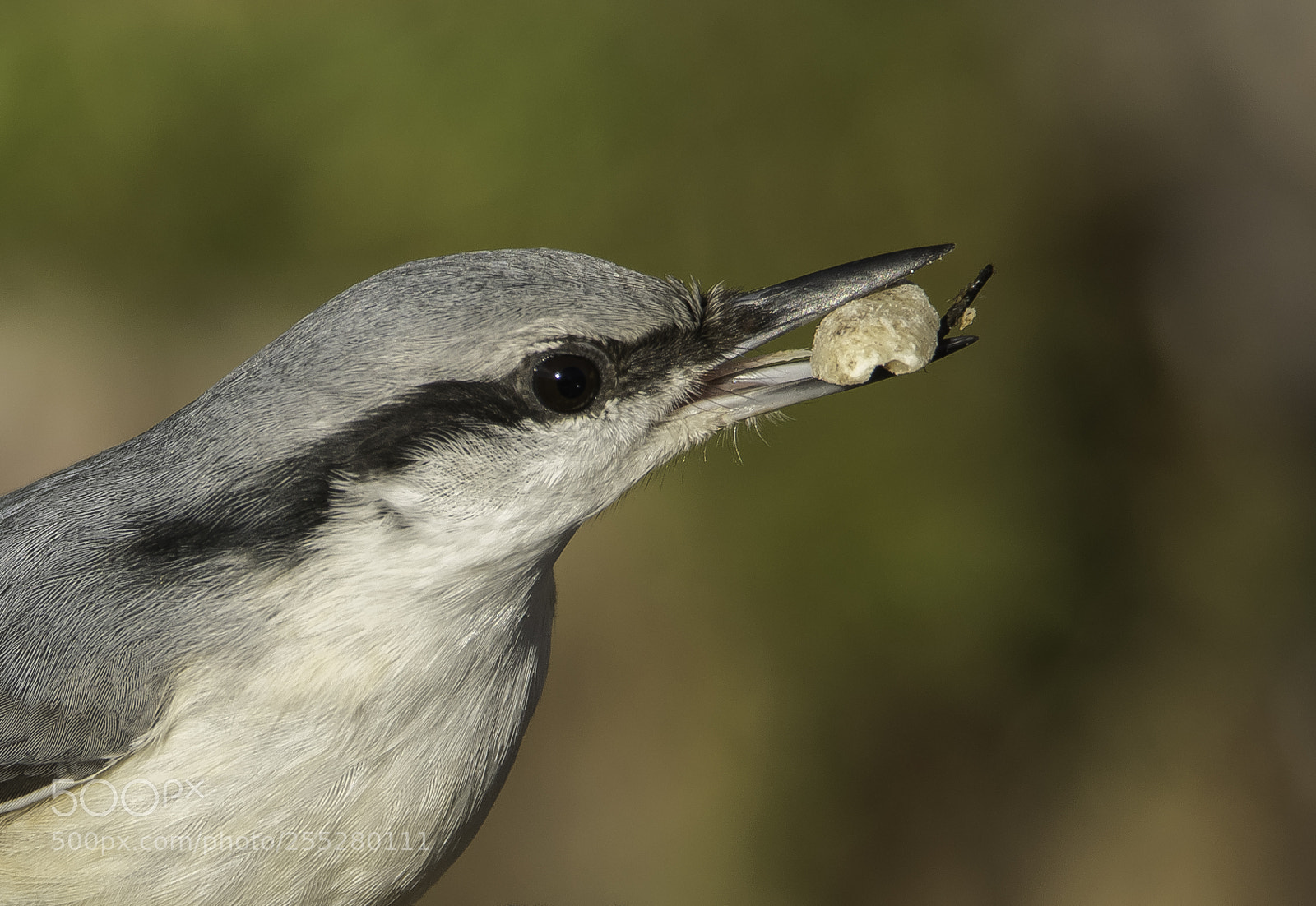 Nikon D5300 sample photo. Nuthatch ntvcka o photography