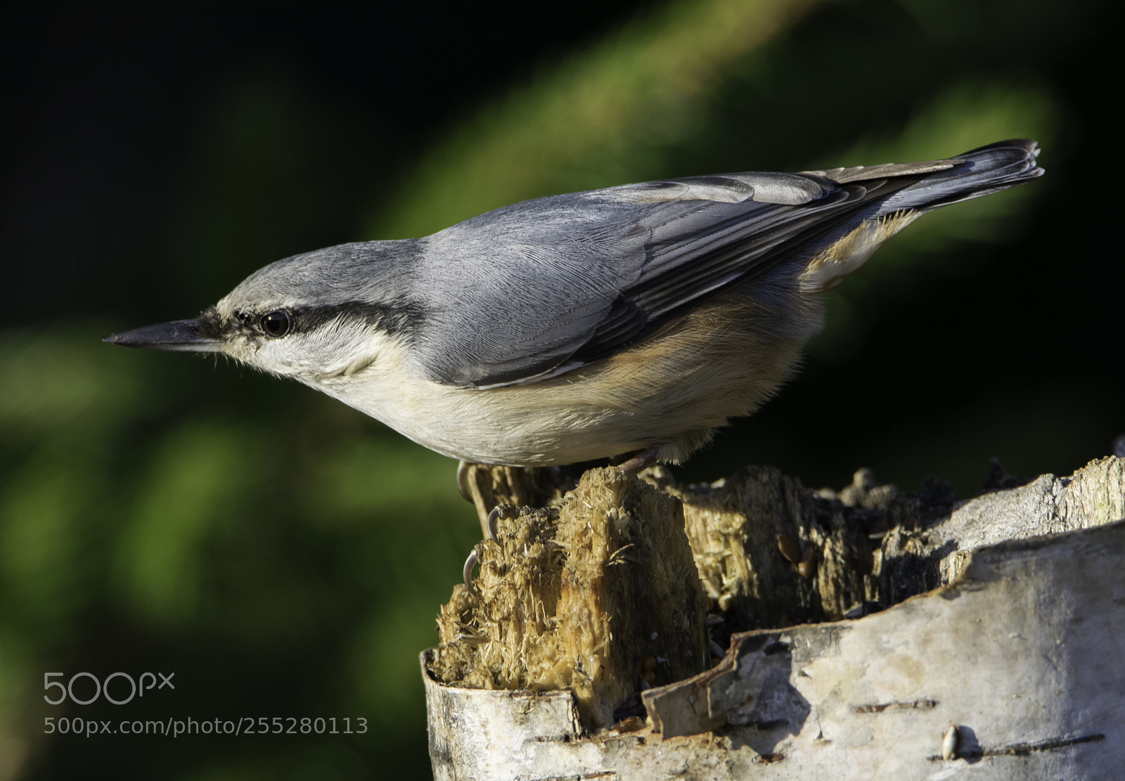 Nikon D5300 sample photo. Nuthatch ntvcka o photography