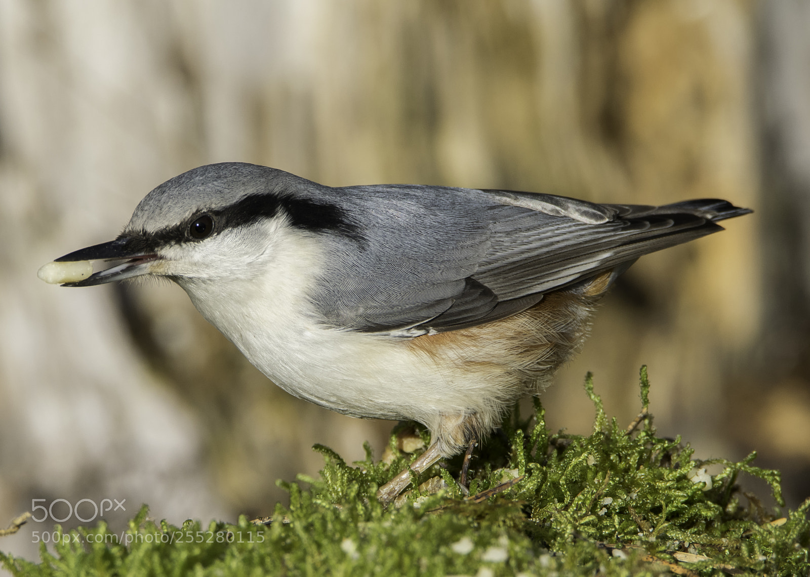 Nikon D5300 sample photo. Nuthatch ntvcka o photography