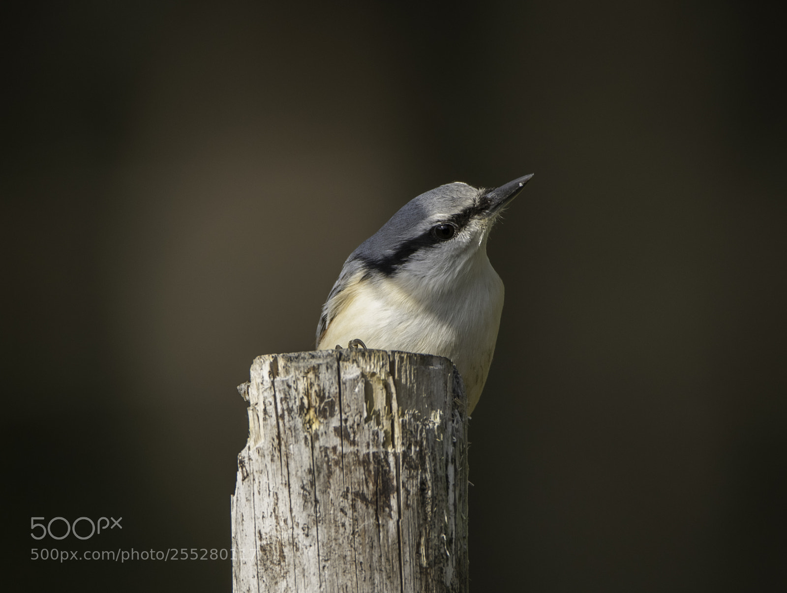 Nikon D5300 sample photo. Nuthatch ntvcka o photography