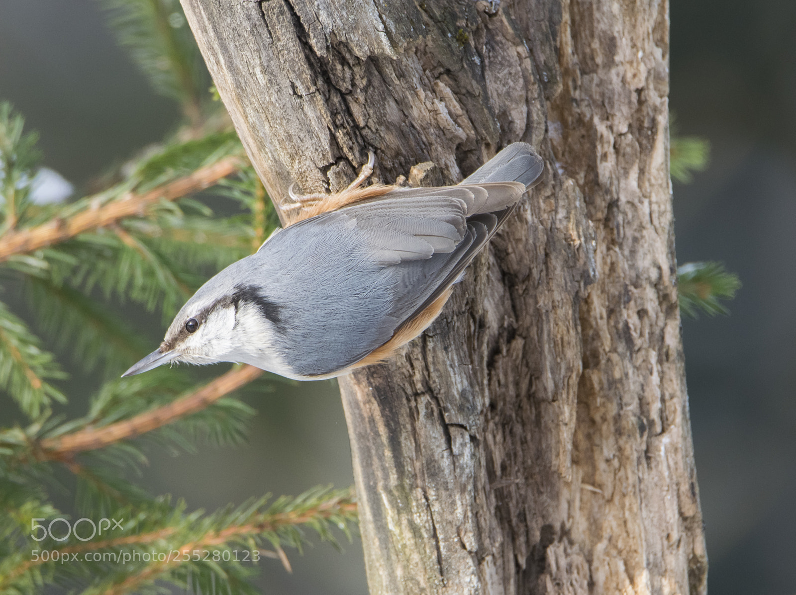 Nikon D5300 sample photo. Nuthatch ntvcka o photography
