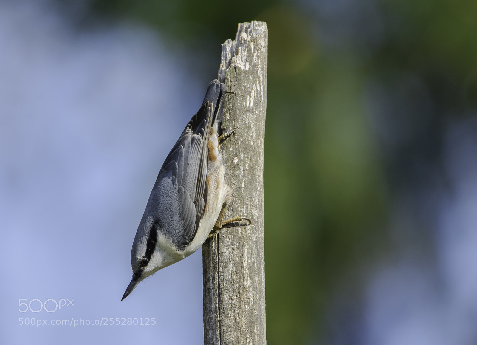 Nikon D5300 sample photo. Nuthatch ntvcka o photography