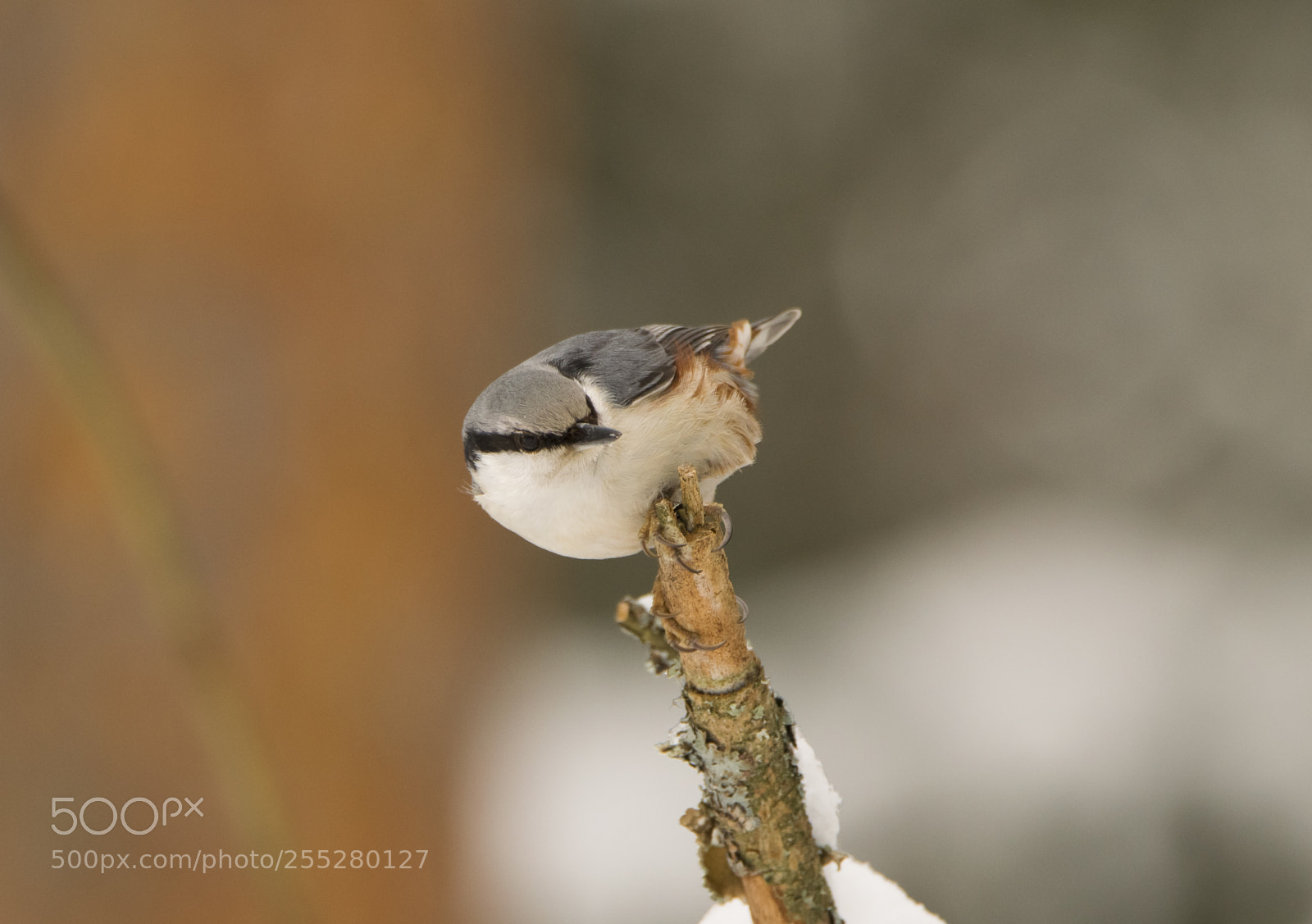 Nikon D5300 sample photo. Nuthatch ntvcka o photography