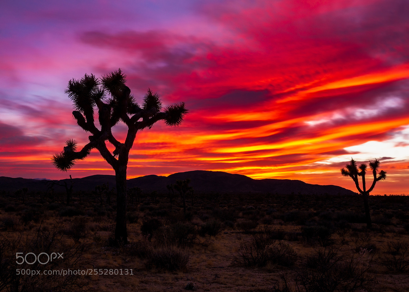 Sony a6000 sample photo. Joshua tree sunset photography