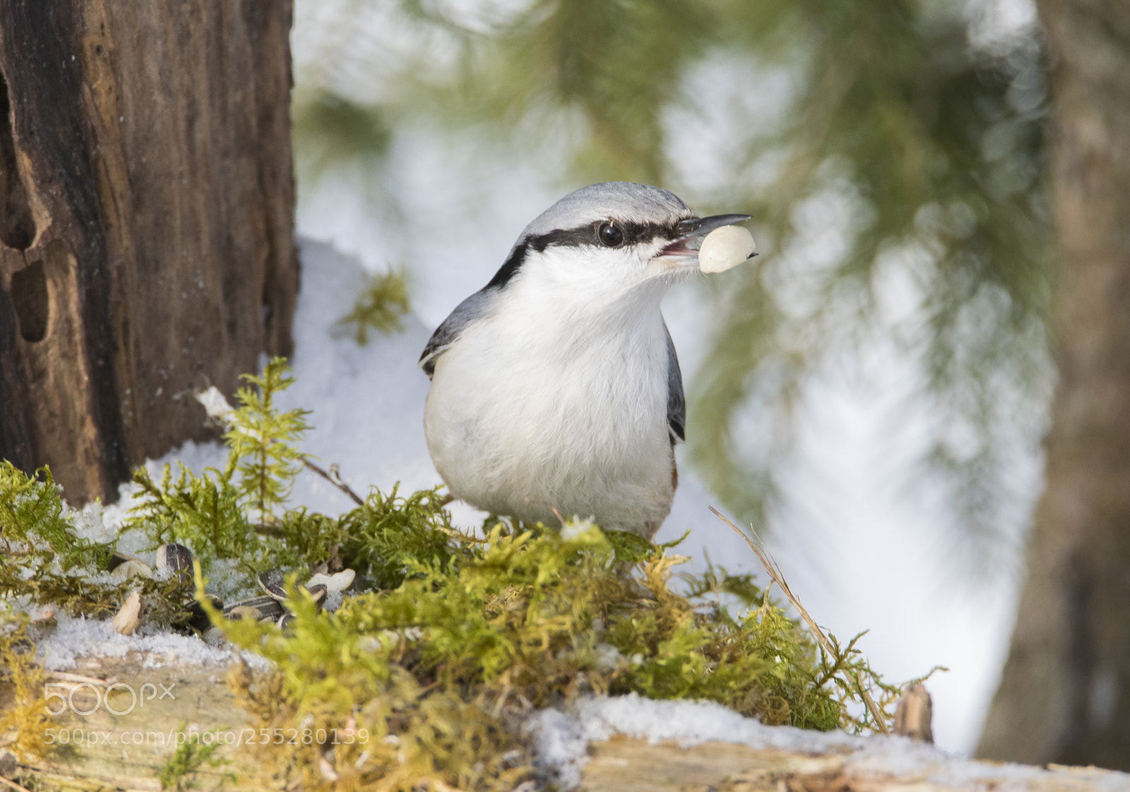 Nikon D5300 sample photo. Nuthatch ntvcka o photography