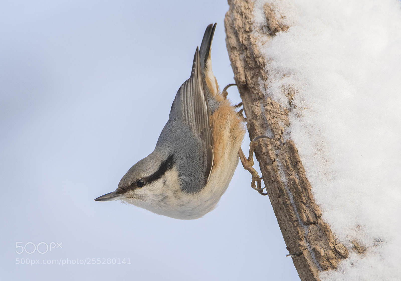 Nikon D5300 sample photo. Nuthatch ntvcka o photography