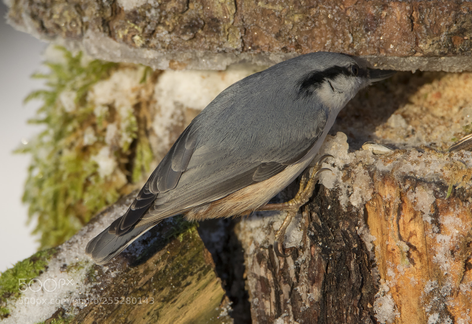 Nikon D5300 sample photo. Nuthatch ntvcka o photography