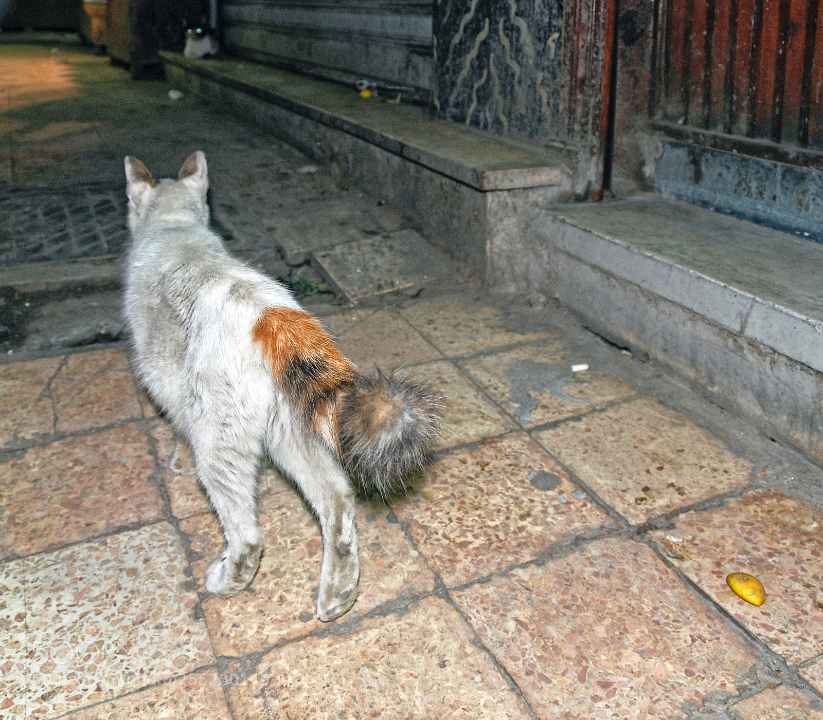 Nikon D80 sample photo. Two cairo cats. photography
