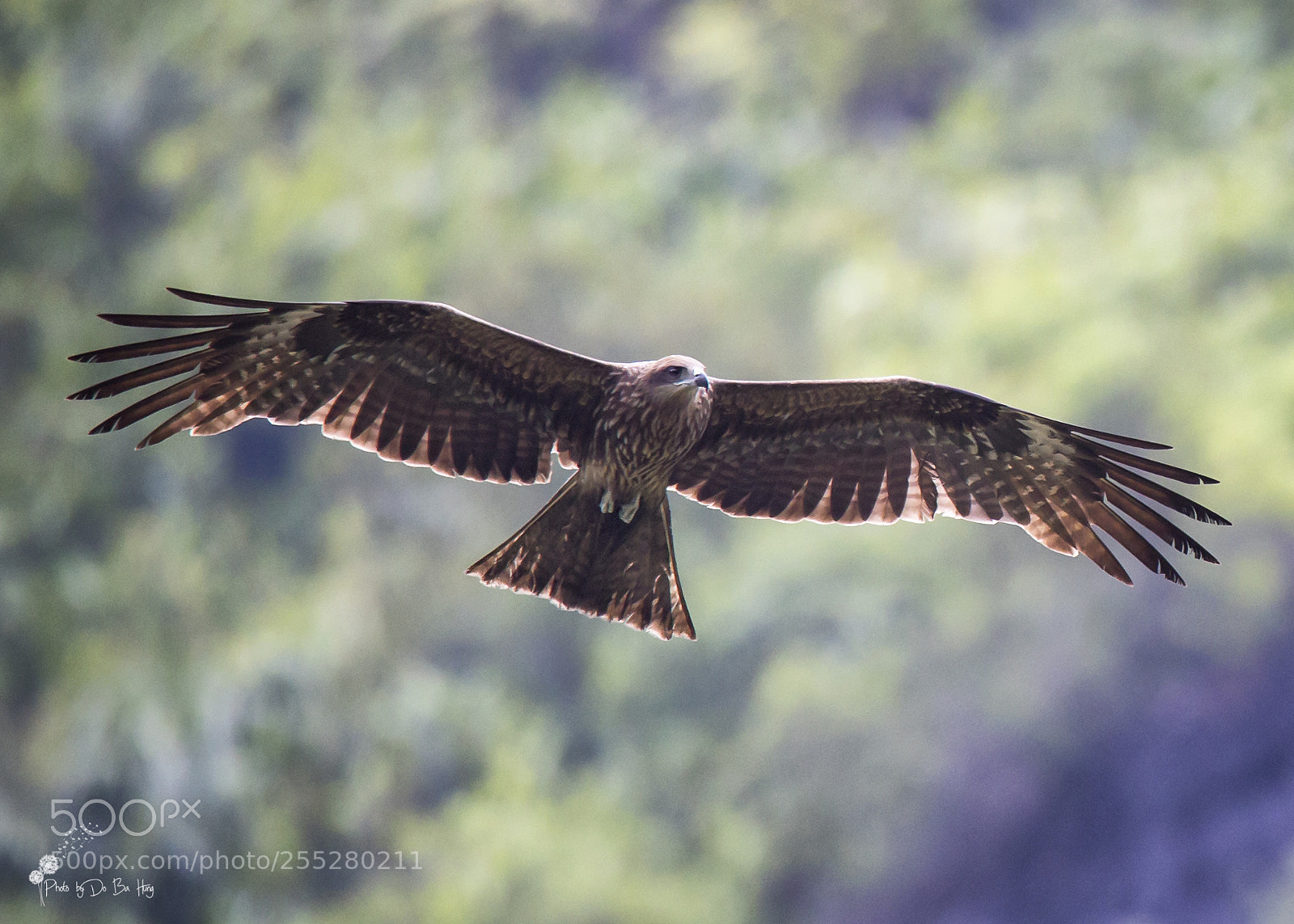 Canon EOS 6D sample photo. Bird in flight photography