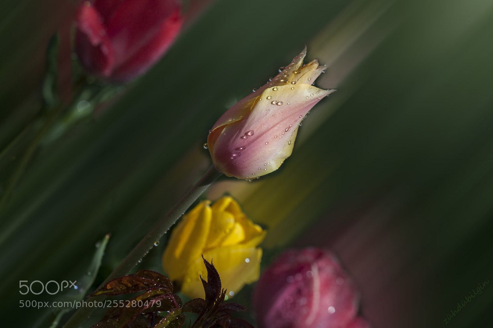 Canon EOS 5D Mark II sample photo. Diagonal photography