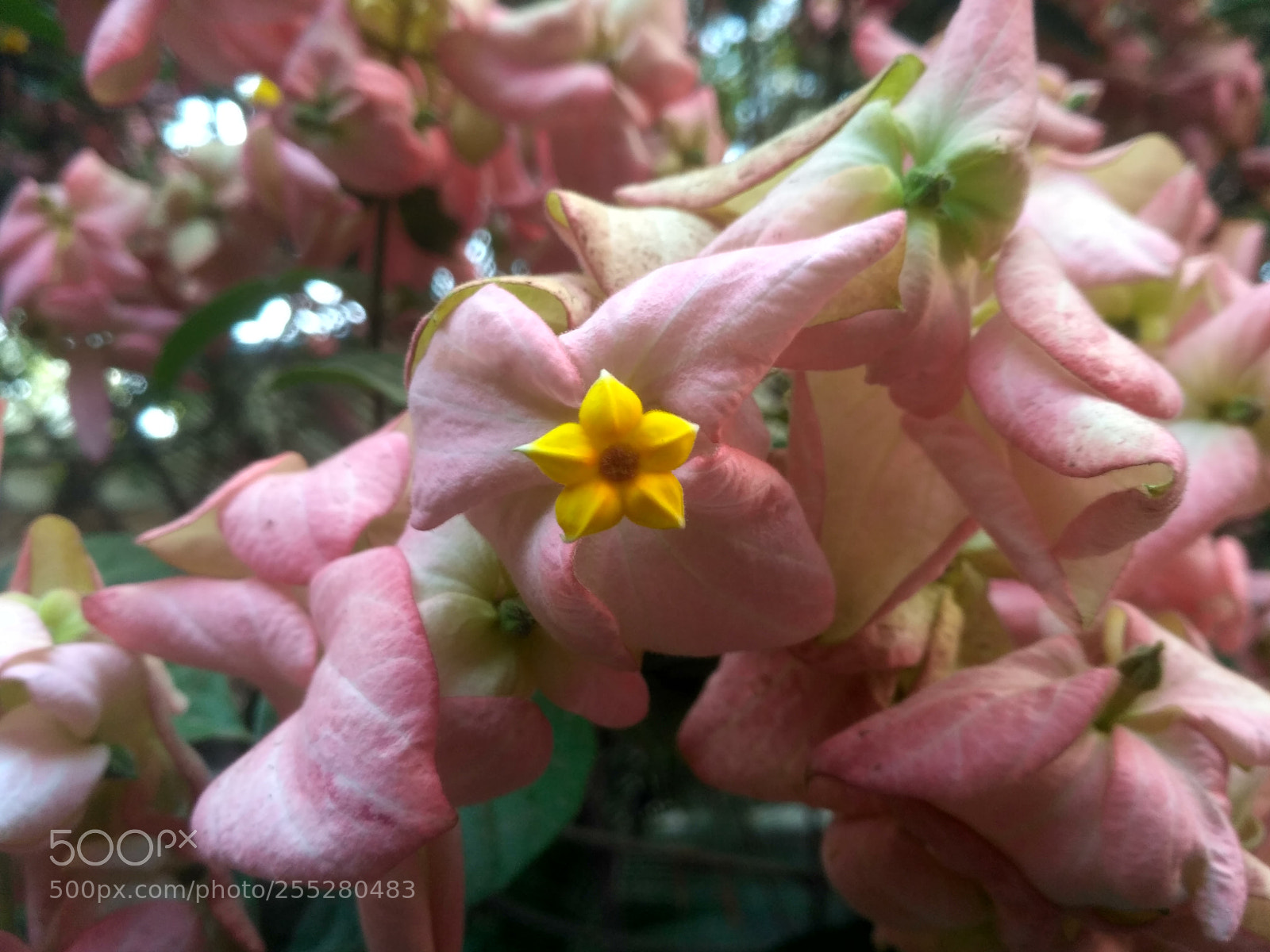 Xiaomi Redmi 3S sample photo. Untitled photography