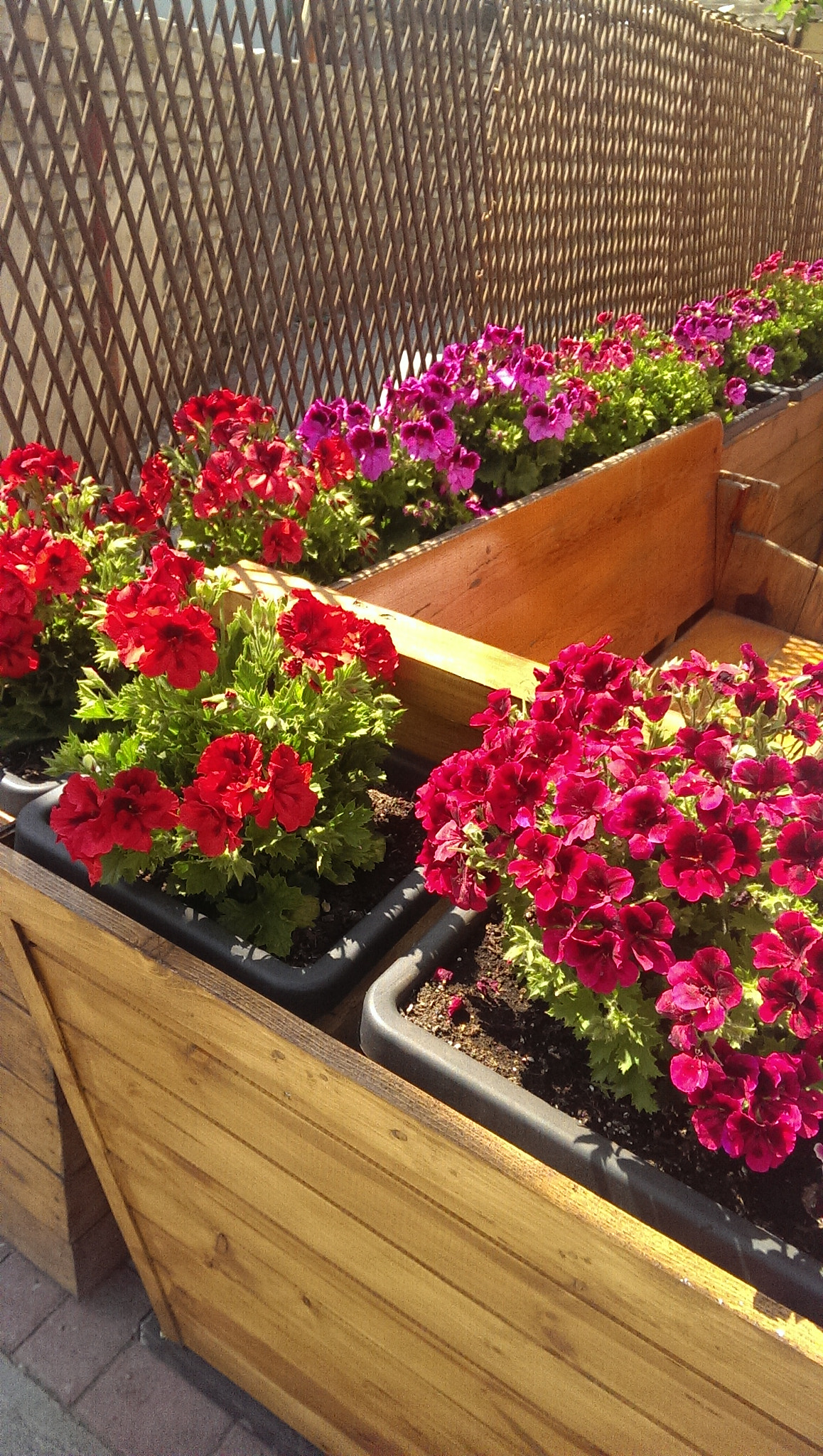HTC ONE sample photo. Flowers photography