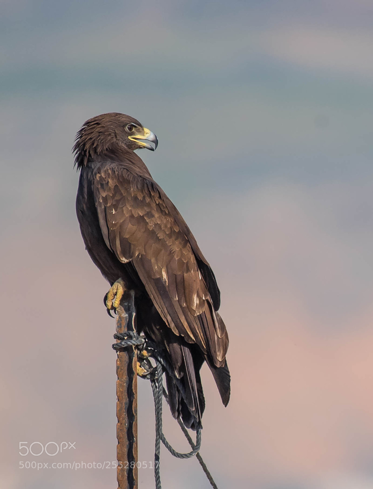 Nikon D5 sample photo. Greater spotted eagle photography