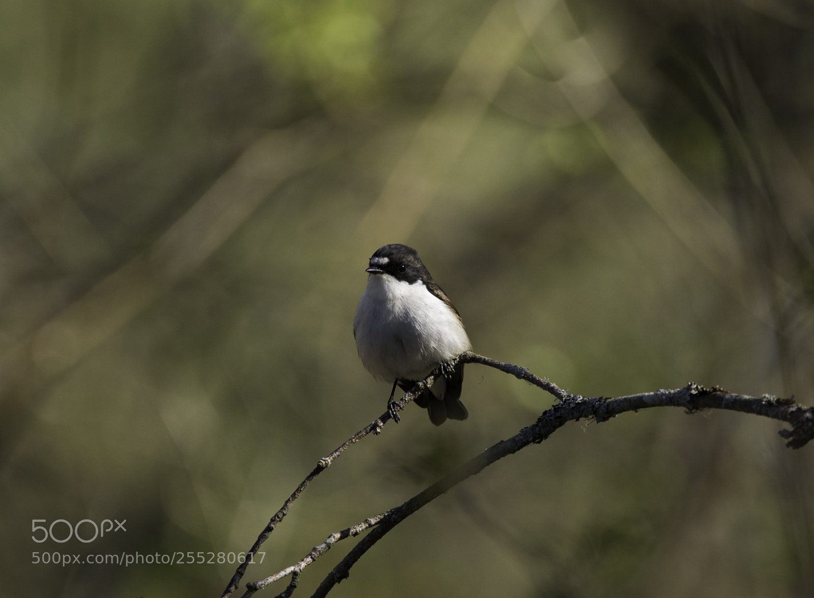 Nikon D5300 sample photo. Pied flycatcher svartvit flugsnappare photography