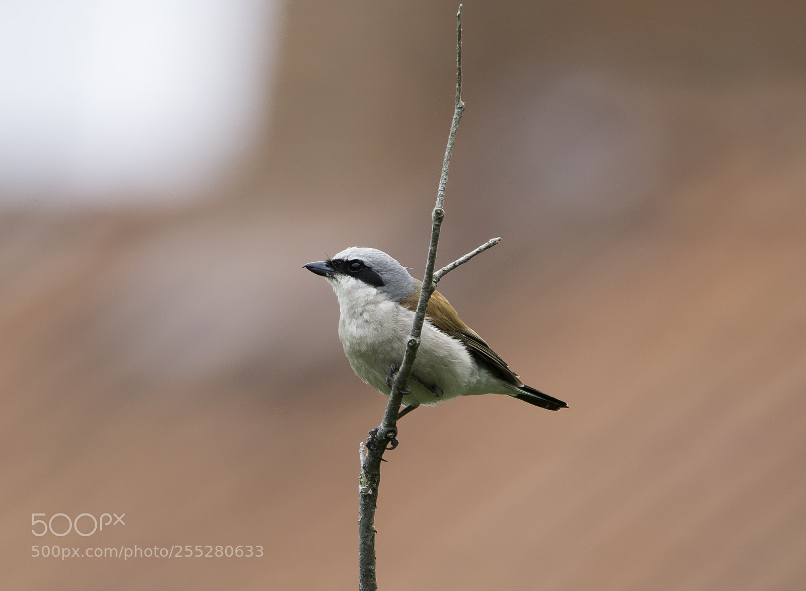 Nikon D5300 sample photo. Red backed shrike trnskata photography