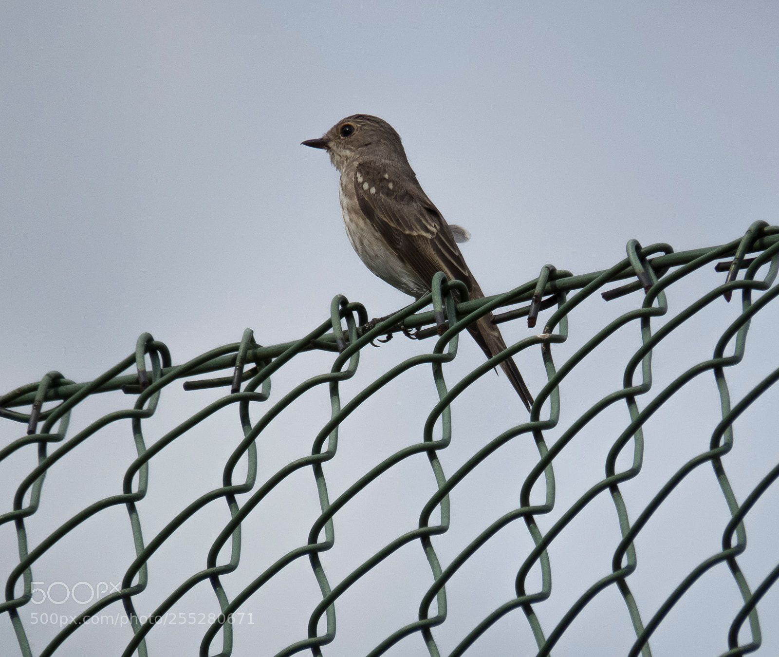 Canon PowerShot SX60 HS sample photo. Spotted flycatcher gr flugsnappare photography