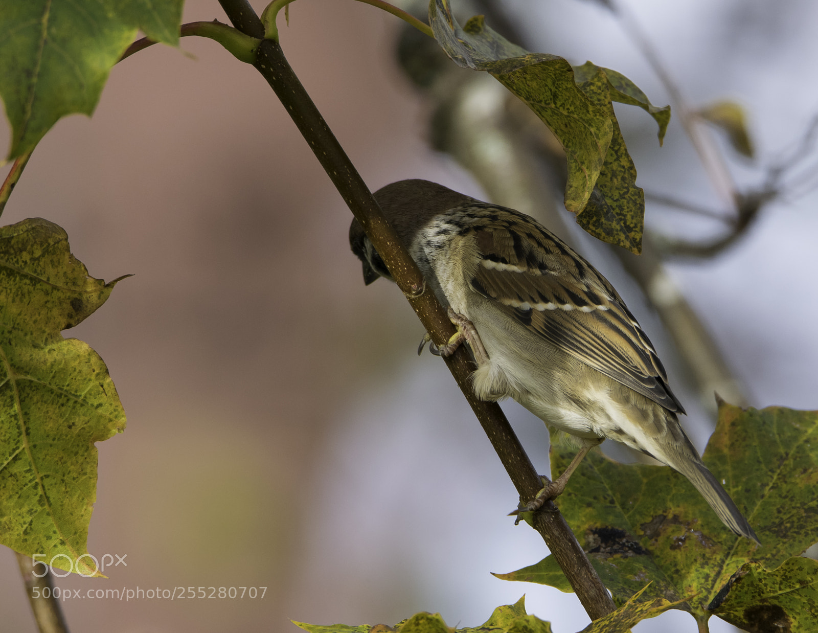 Nikon D5300 sample photo. Tree sparrow pilfink o photography