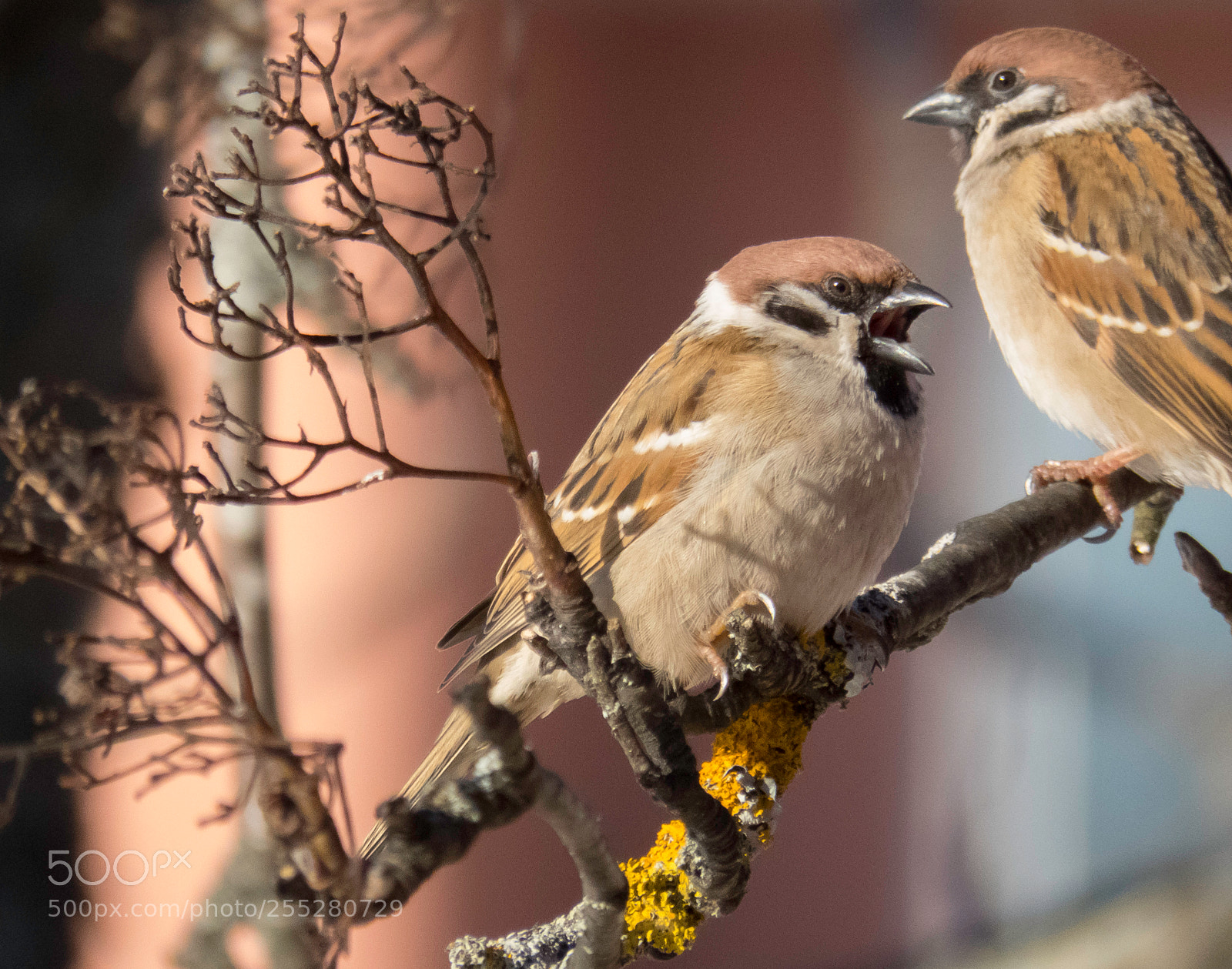 Canon PowerShot SX60 HS sample photo. Treesparrow pilfink o photography