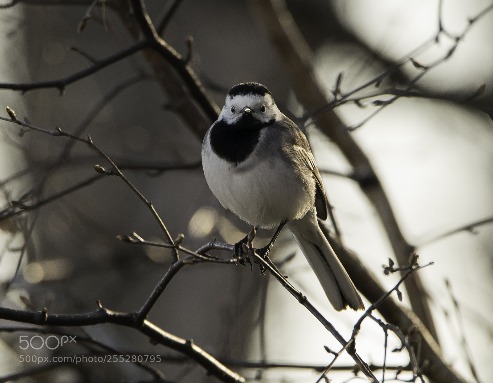 Nikon D5300 sample photo. White wagtail sdesrla o photography