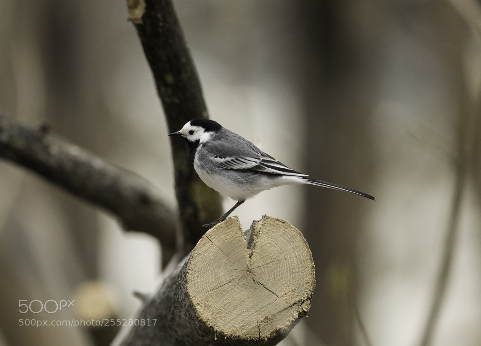 Nikon D5300 sample photo. White wagtail sdesrla o photography