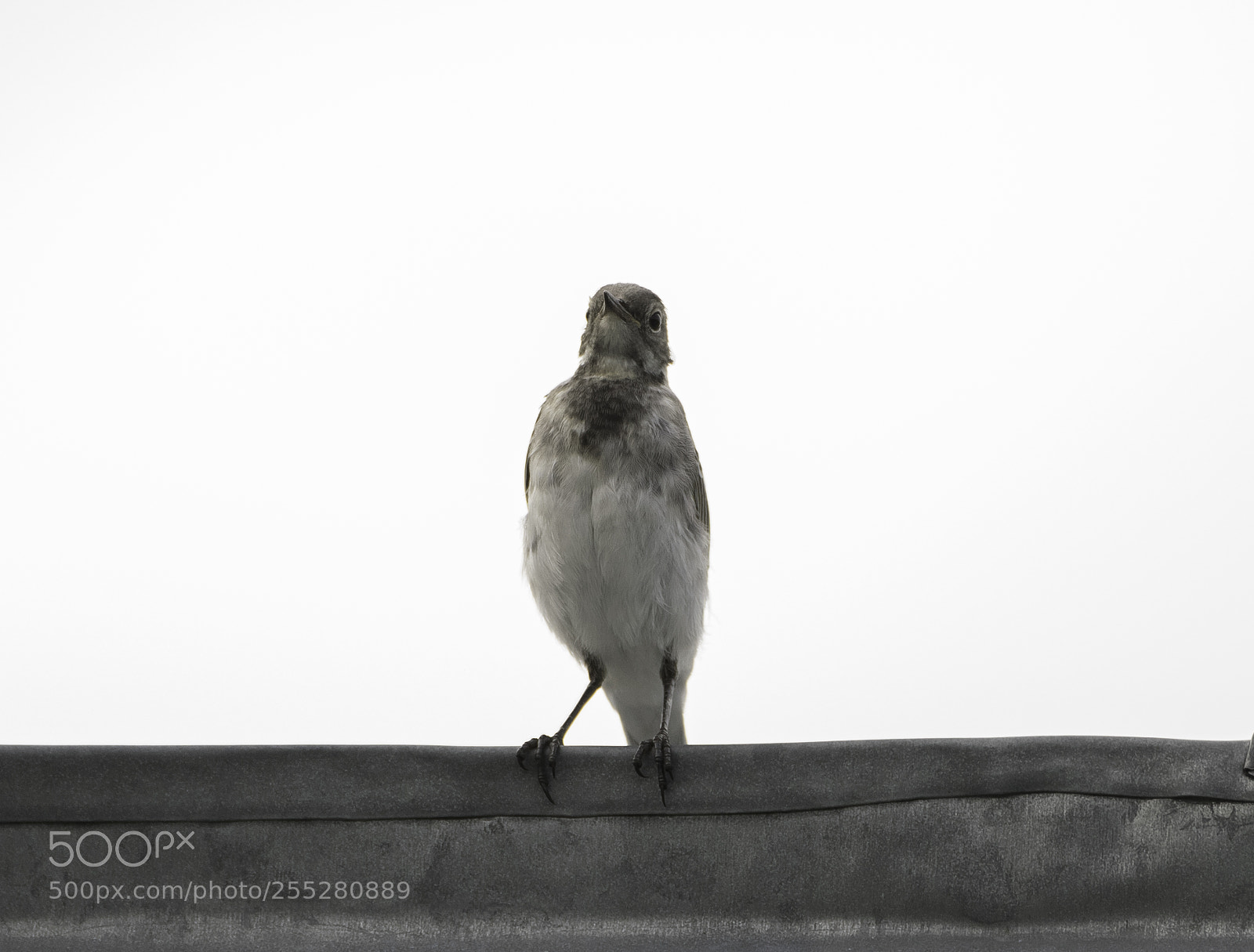 Nikon D5300 sample photo. White wagtain sdesrla o photography