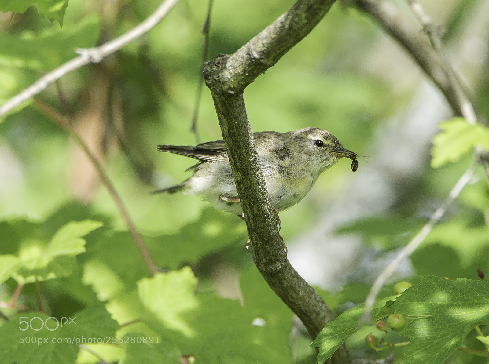 Nikon D5300 sample photo. Willor warbler lvsngare o photography