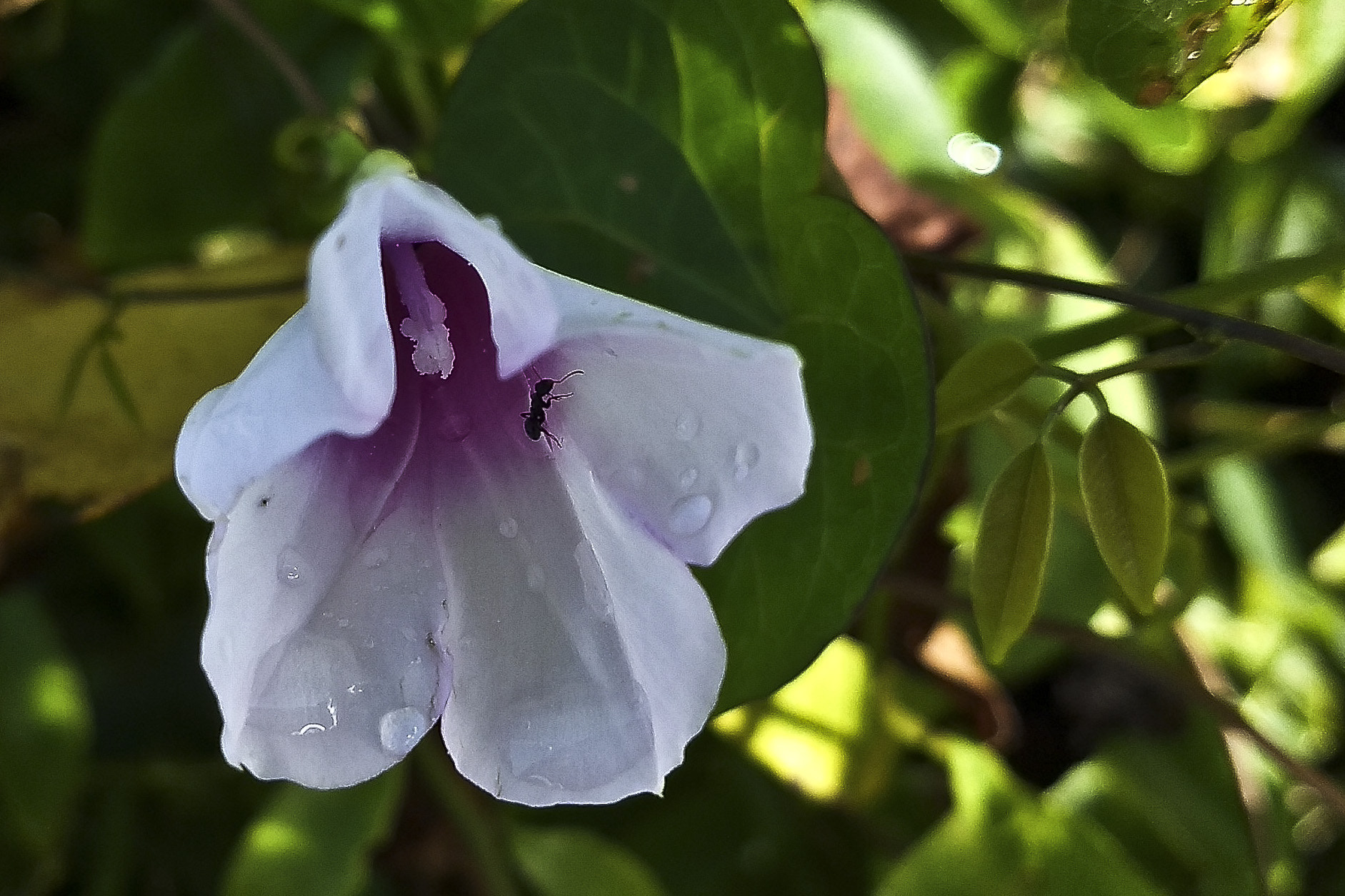 Motorola Moto Z (2) Play sample photo. A vida dentro da vida. photography