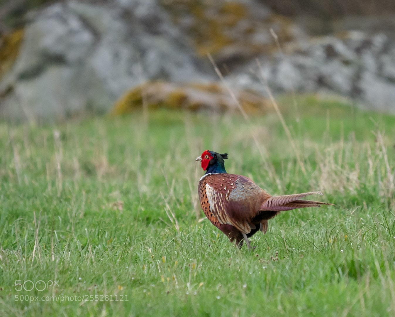 Panasonic Lumix DMC-GX7 sample photo. Looking for a hen photography