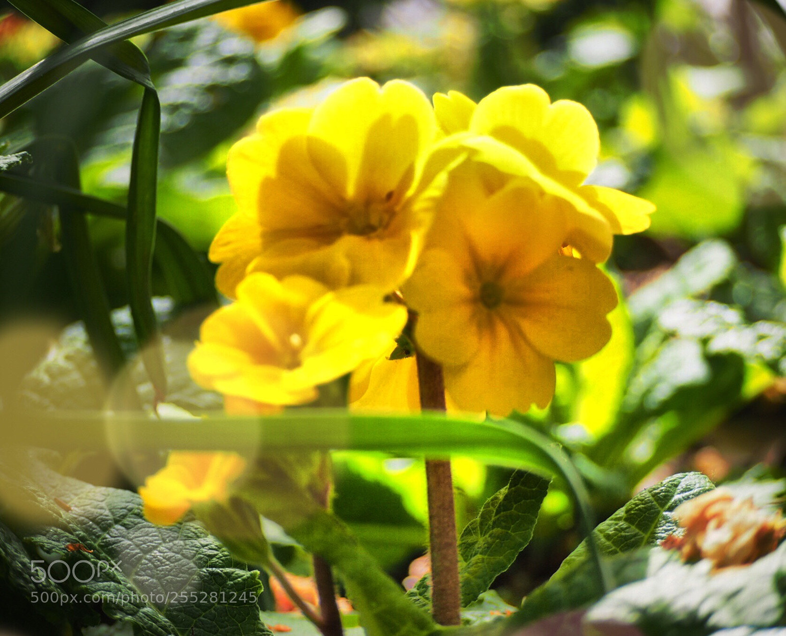Olympus OM-D E-M10 II sample photo. Yellow flower  photography