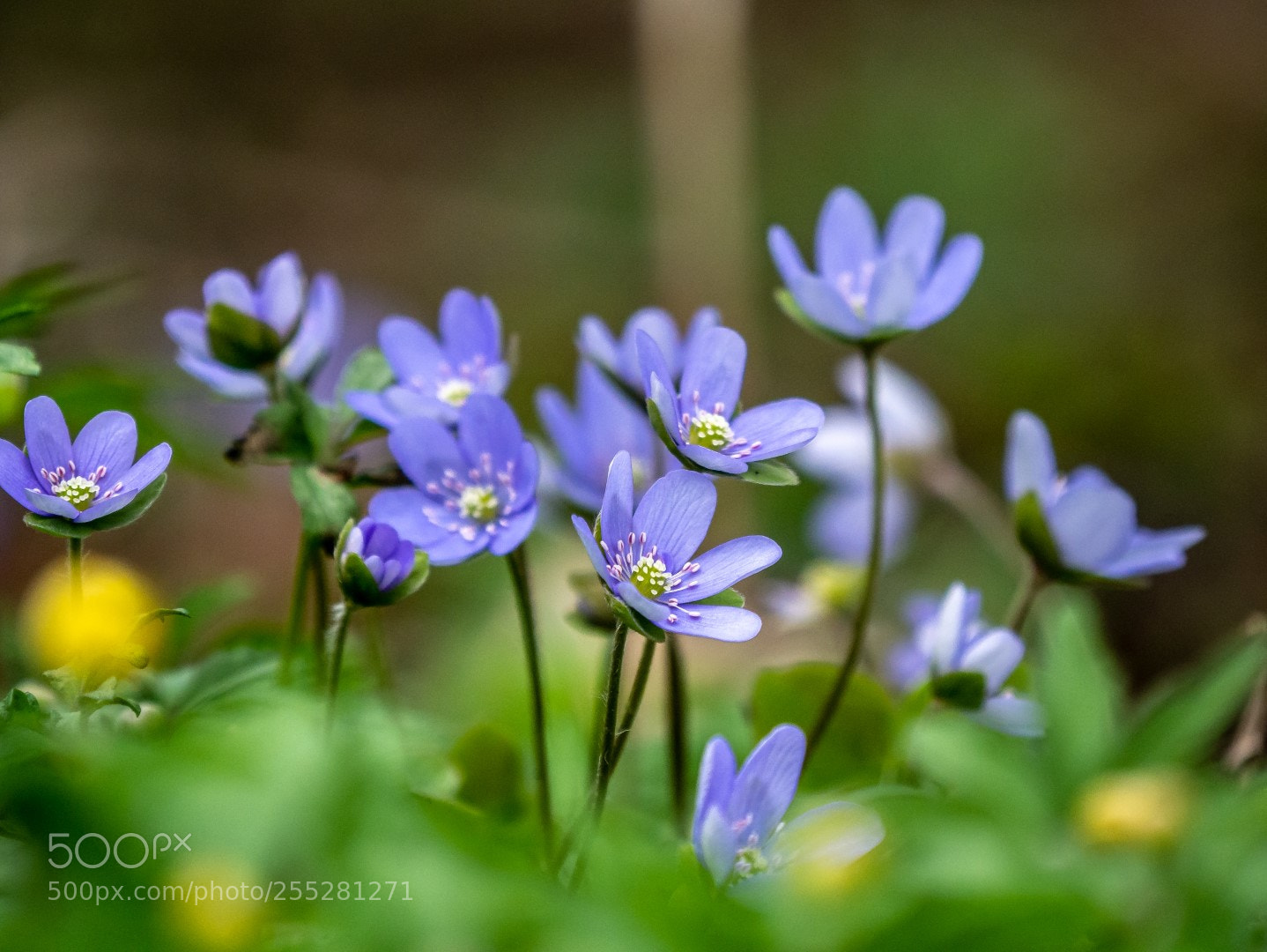 Panasonic Lumix DMC-GX7 sample photo. Anemone hepatica photography