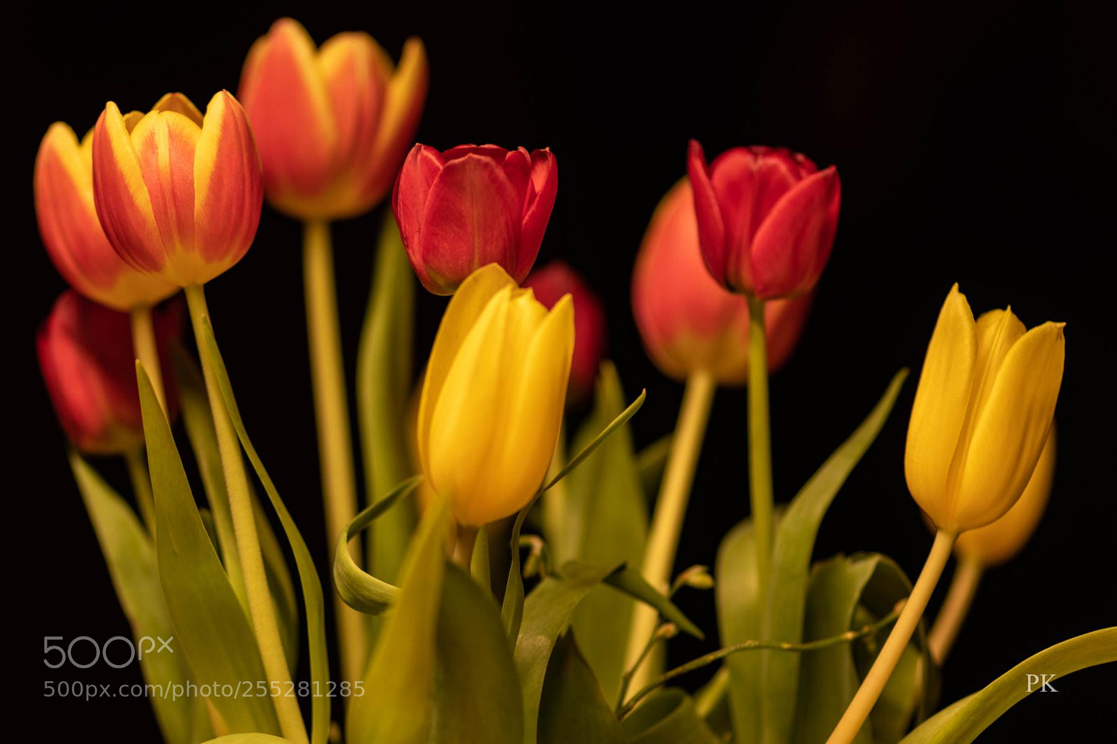 Canon EOS 80D sample photo. My tulips greet you photography