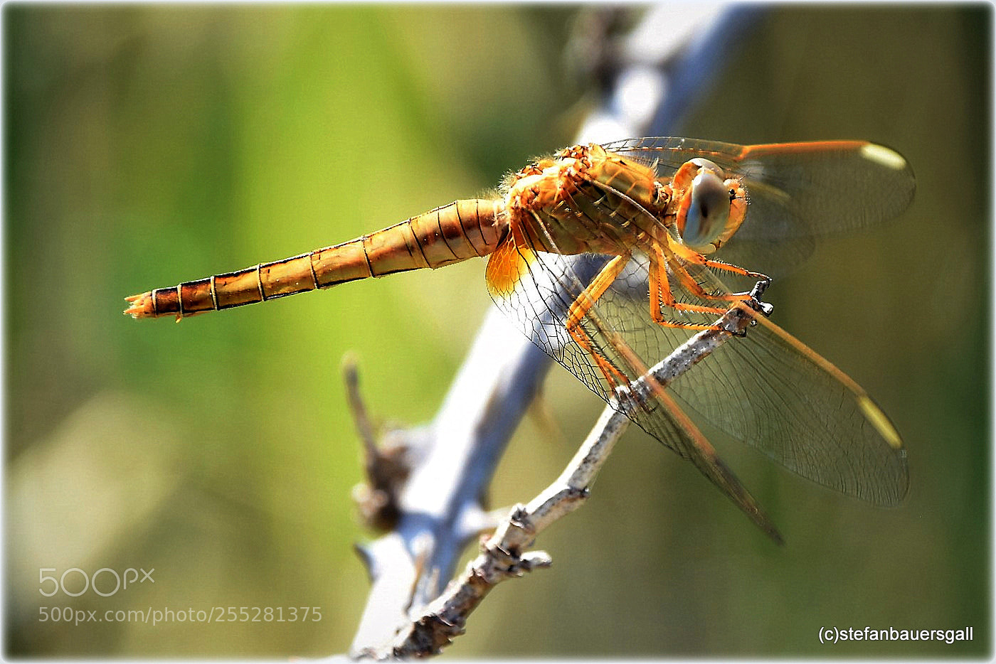 Nikon D810 sample photo. "golden dragon" photography