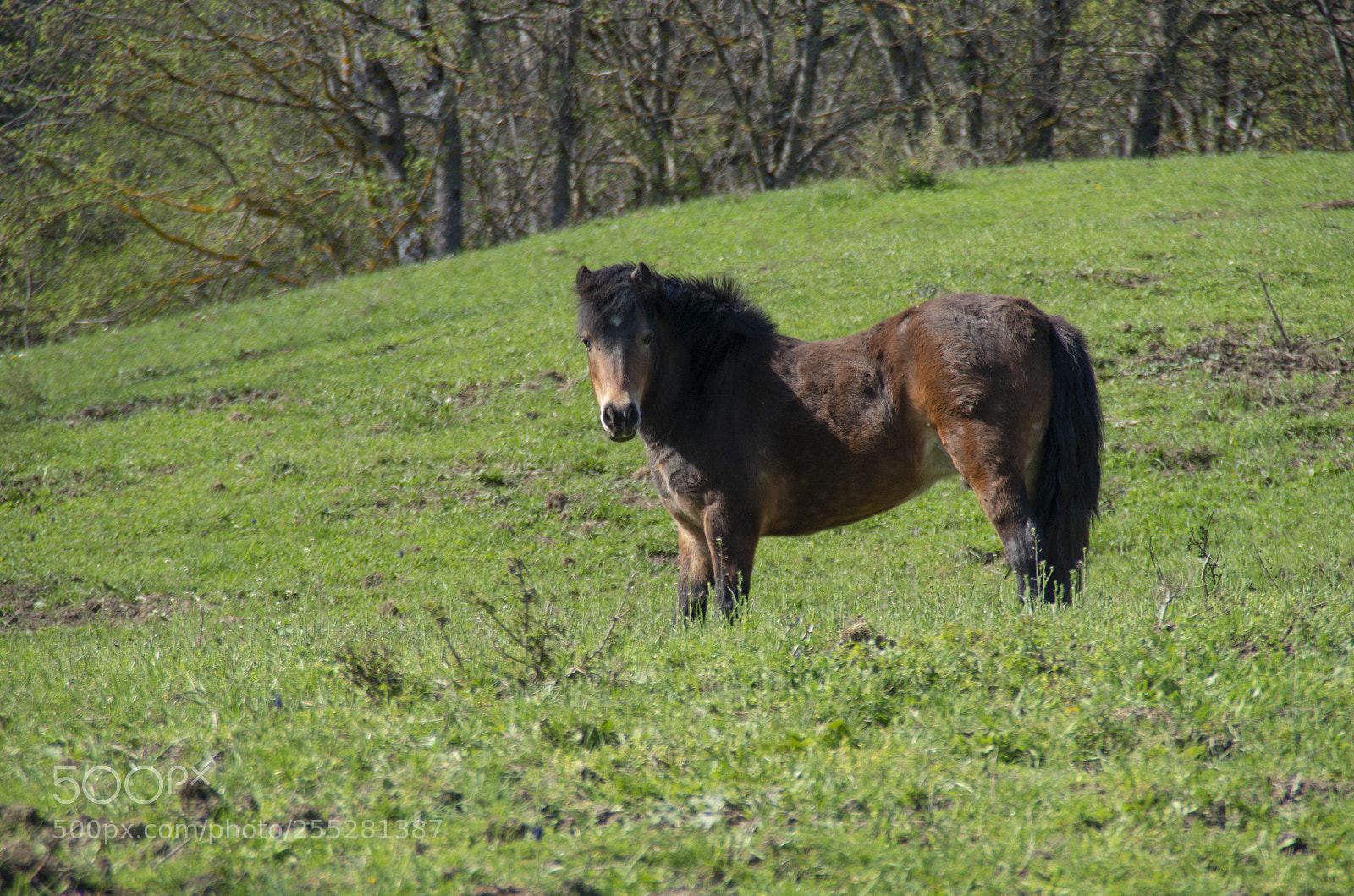 Pentax K-30 sample photo. Cavallo al pascolo photography