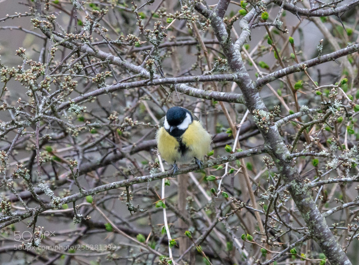 Panasonic Lumix DMC-GX7 sample photo. Parus major photography
