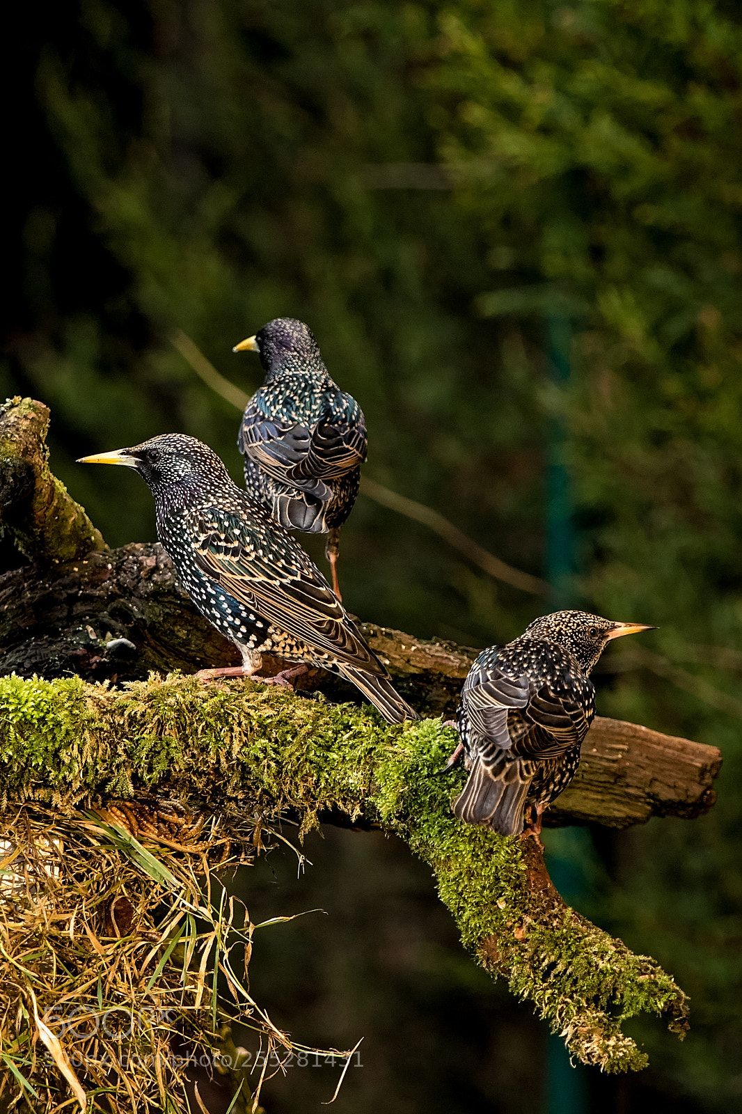 Canon EOS 7D Mark II sample photo. Looking for trouble.jpg photography