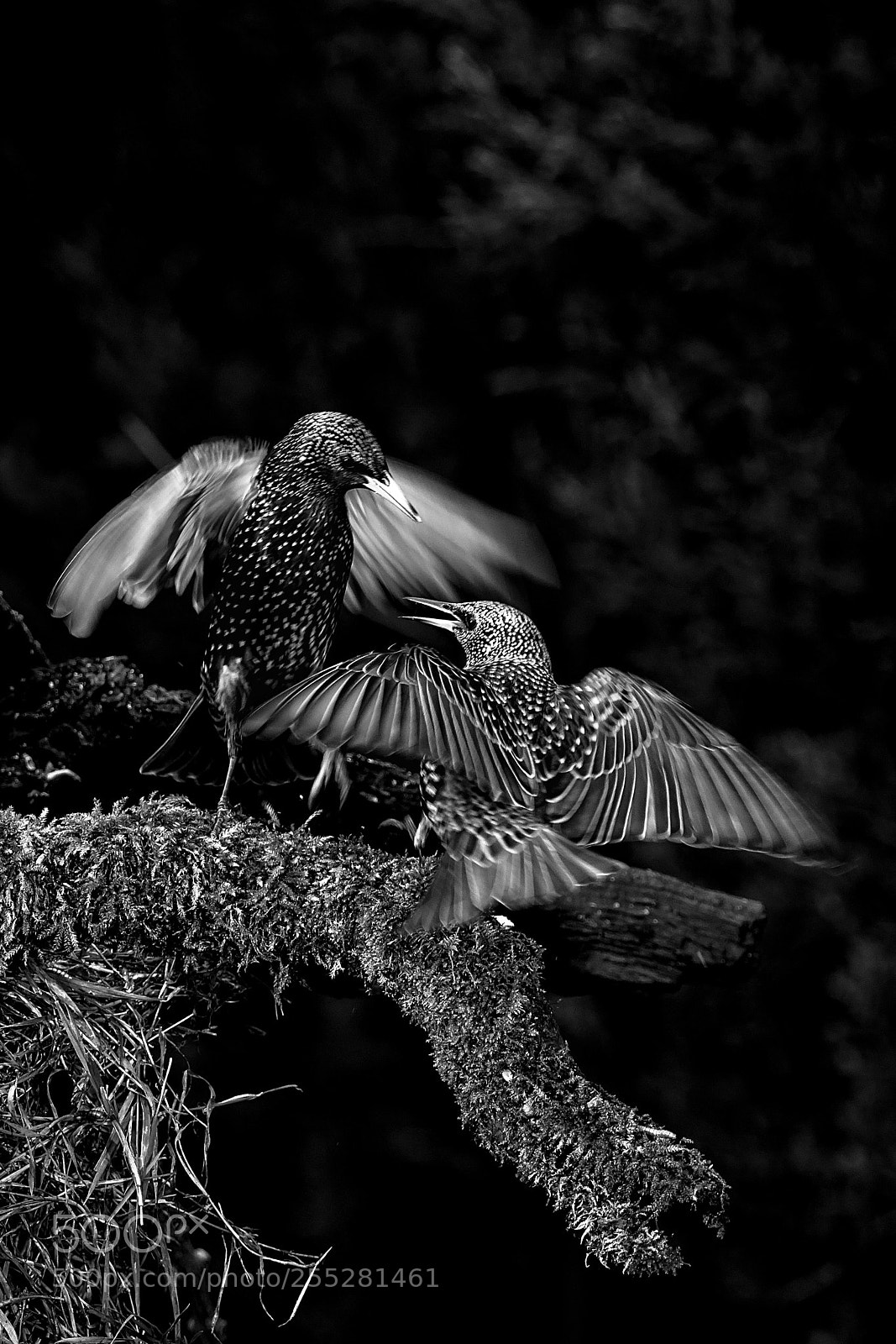 Canon EOS 7D Mark II sample photo. Winging it.jpg photography