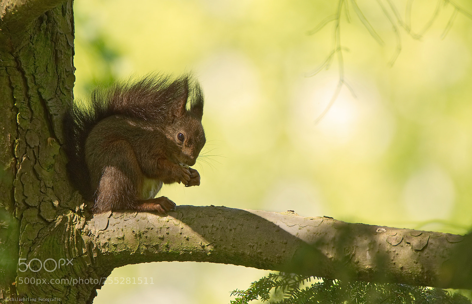 Nikon D7200 sample photo. Young squirrel in its photography