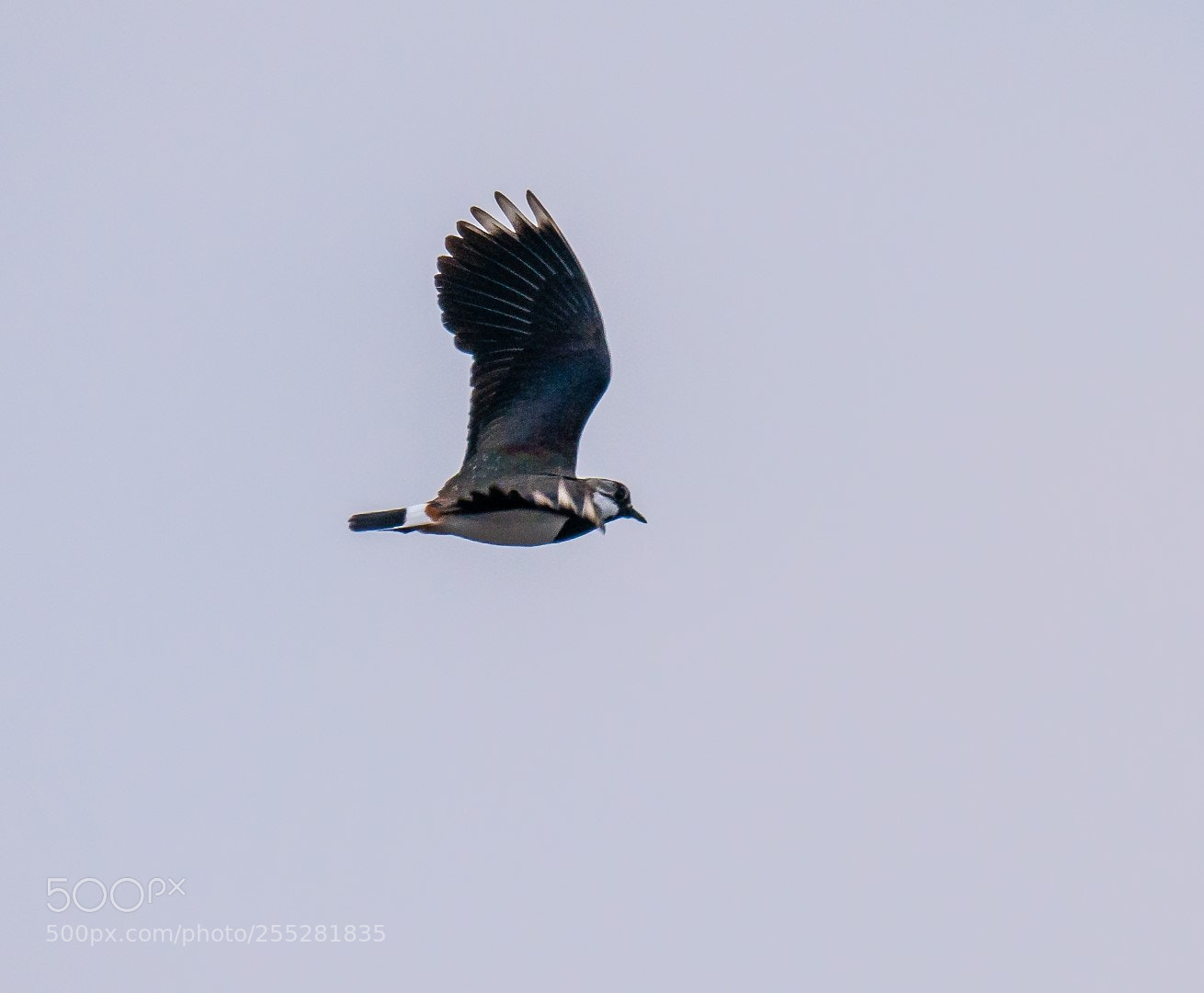 Panasonic Lumix DMC-GX7 sample photo. Lapwing photography